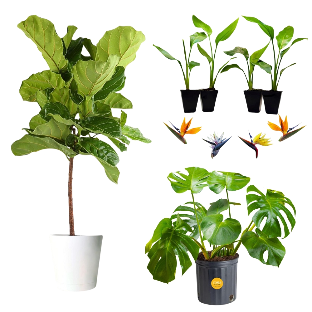 Plant Stands, Baskets, Poufs & More for a Plant Bedroom